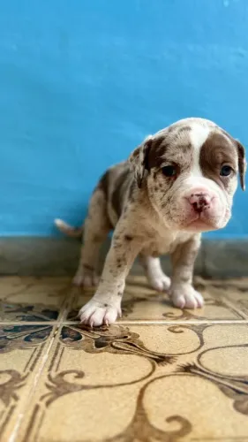 American Bully Merle 