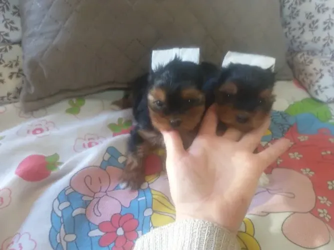 Filhotes yorkshire terrier