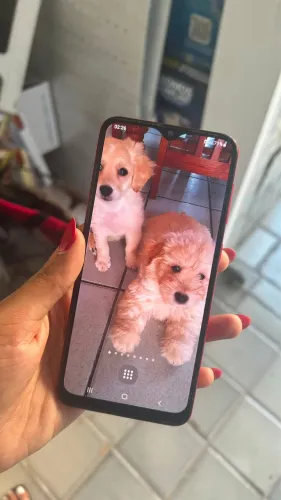 SAMSUNG GALAXY A20