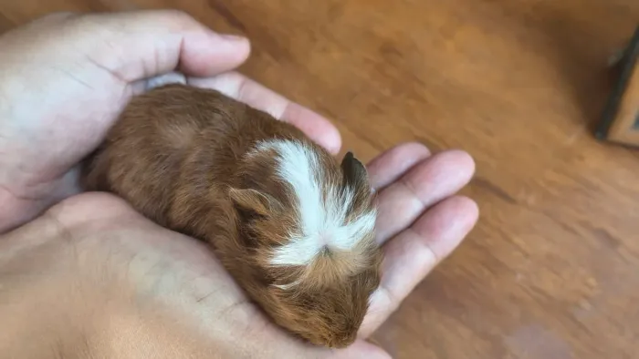 Porquinho da índia pelos longos.