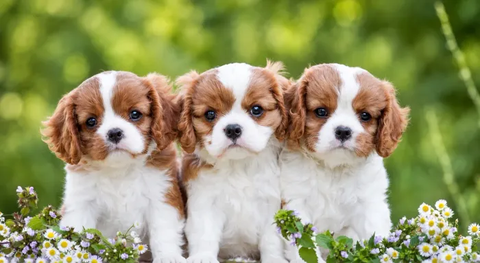 Charme de realeza, carinho Cavalier King Charles Spaniel
