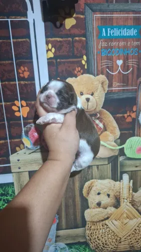 Lindos bebês de shih-tzu