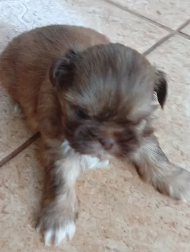 Vendo filhote de Shitzu macho 700 só tem um 