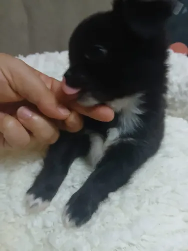 chihuahua femea
