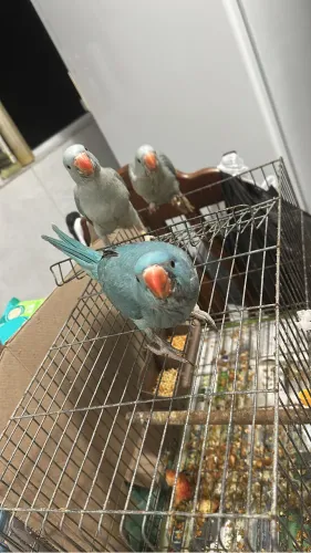  Vendo