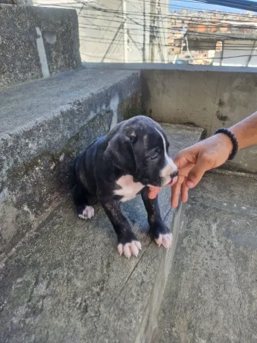 Filhote de American Bully e Terrier