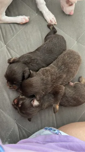 Pinscher chocolate 