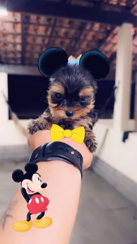 Bebezinho micro yorkshire terrier
