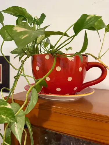 Vaso divertido de xícara gigante
