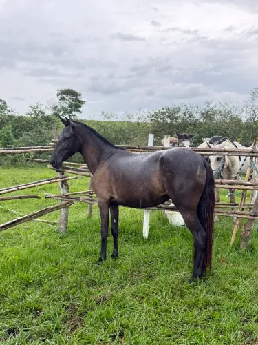 Potra Mangalarga