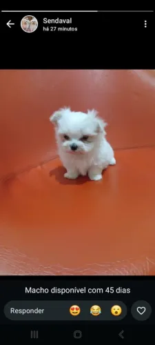 Vendo macho de maltês 
