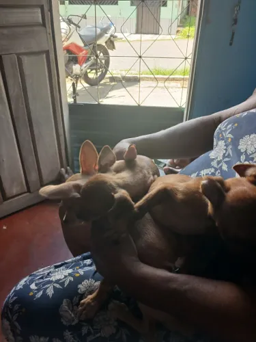 Vendo filhotes de Pinscher numero 1