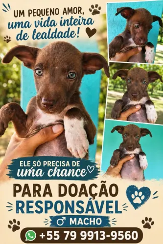 Cachorrinho para doação 