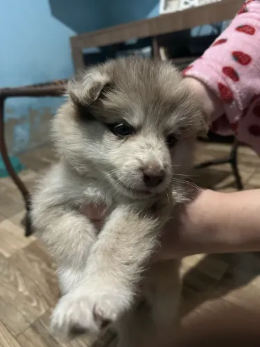 Border Collie Fêmea Raça Pura