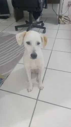 Cachoeirinha para adoção/doação
