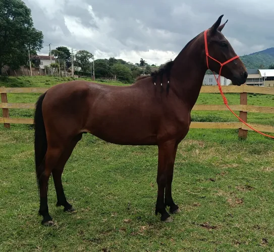 Potro mangalarga marchador 