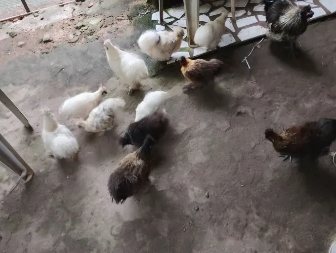 Franguinhos Galinha sedosa do Japão 