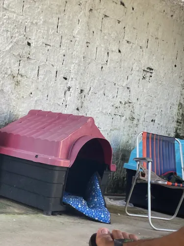 casa de cachorro número 9