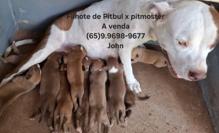Venda de filhotes de #Pitbull Macho