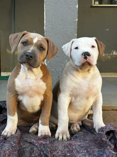 Pit monster com pedigree