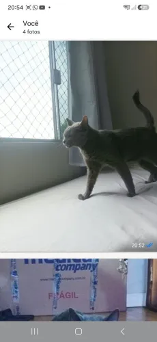 Doação responsável Gato Batmam