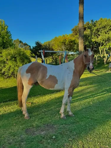 Cavalo crioulo tobiano