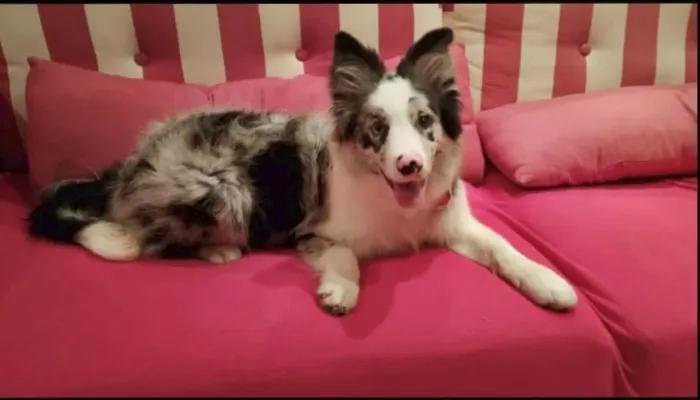 Border Collie Blue Merle, Fêmea de 6 meses.