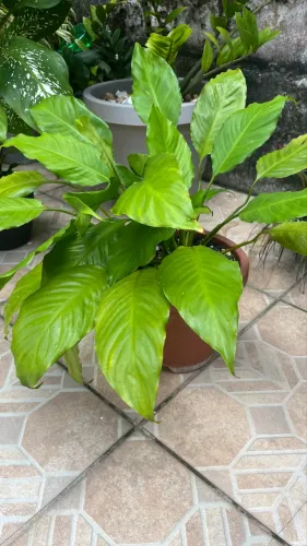 Planta jasmim