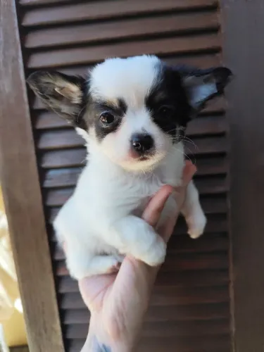 Chihuahua de pêlo longo