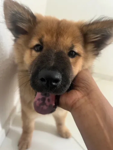 Chow Chow