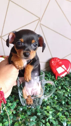 Linda FÊMEA de pinsher mini