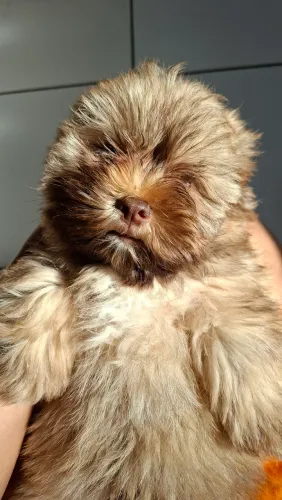 Filhotes de Shih Tzu/Lasha Apso