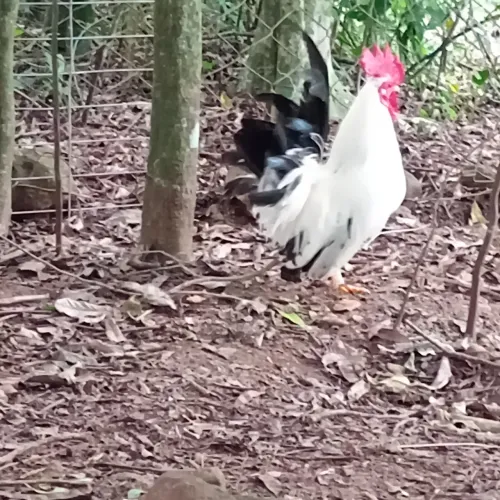 Casal de nagazaki.