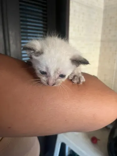 Filhote para adoção?