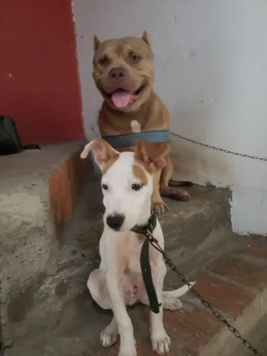 Vendo PitMonster