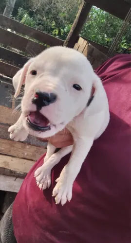 Dogo argentino 