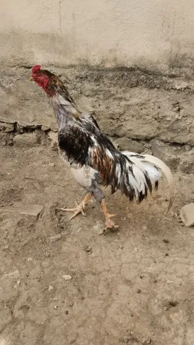 Galo caipira 