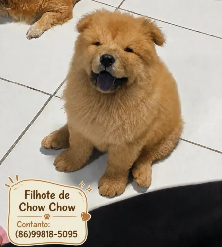 Filhote de Chow Chow (macho)