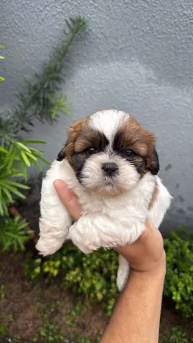 Shih-tzu Fêmea