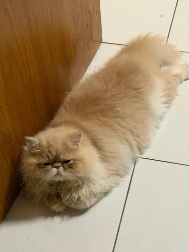 Gato persa macho
