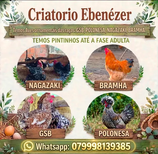 AVES ORNAMENTAIS ( GSB, BRAMHA, POLONESA, NAGAZAKI)