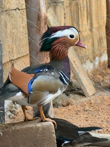 Marreco mandarim 