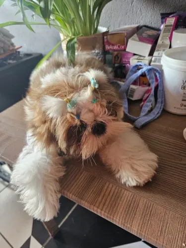 Shitzu macho puro