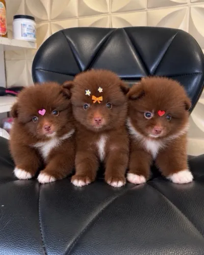 Lulu da Pomerania chocolate