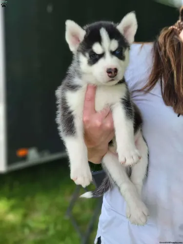 ?Filhotes de Husky Siberiano disponíveis - pronta entrega?