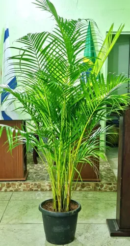 Palmeira areca bambu