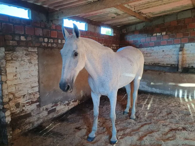 Égua de picado disponível pra venda