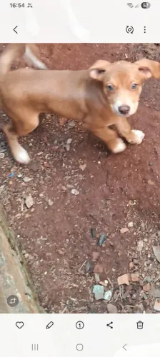Cachorro misturado pit femea *