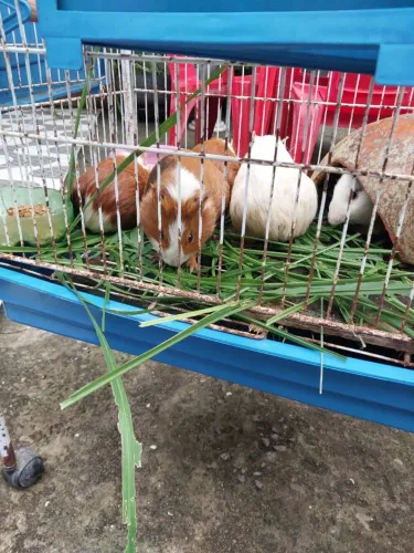 Vendo porquinho das Indias