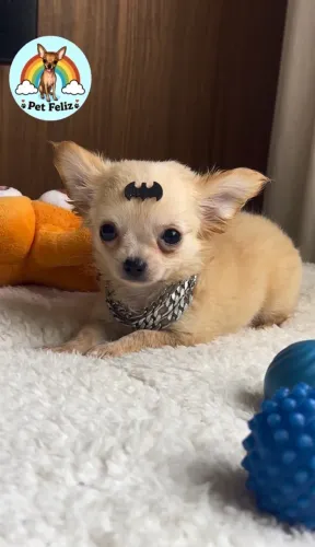 Chihuahua machinho pelo longo